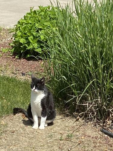 Lost Male Cat last seen Concord Rd and 800 S, Lauramie Township, IN 47909