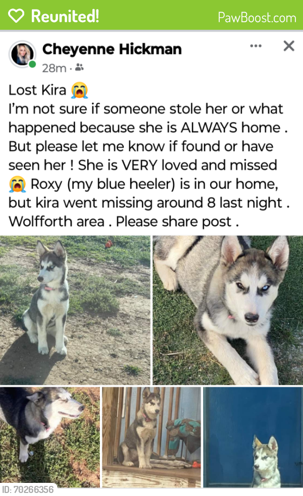 Reunited Female Dog last seen Wolforth tx, Wolfforth, TX 79382