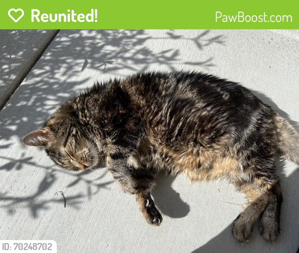 Reunited Male Cat last seen Petaluma Courtyard Marriott, Petaluma, CA 94954