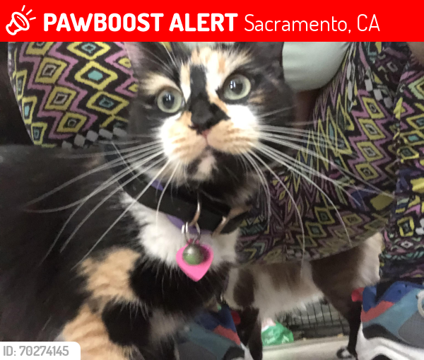 Lost Female Cat last seen Leitch, Norwood Bypass, Grove Ave (Del Paso Heights), Sacramento, CA 95815