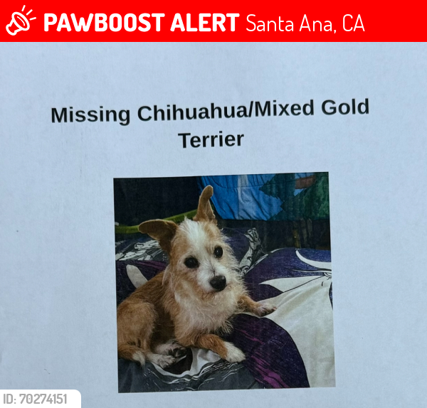 Lost Male Dog last seen  Home Depot between MacArthur & Harbor Blvd, Santa Ana, CA 92704