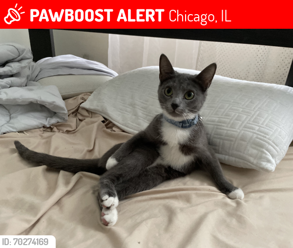 Lost Female Cat last seen Near the thrift store, Chicago, IL 60618
