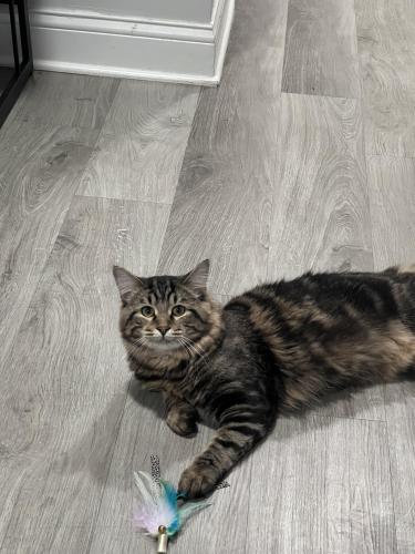 Lost Male Cat last seen 91st and Westfield/College - Behind Nora Target , Indianapolis, IN 46240