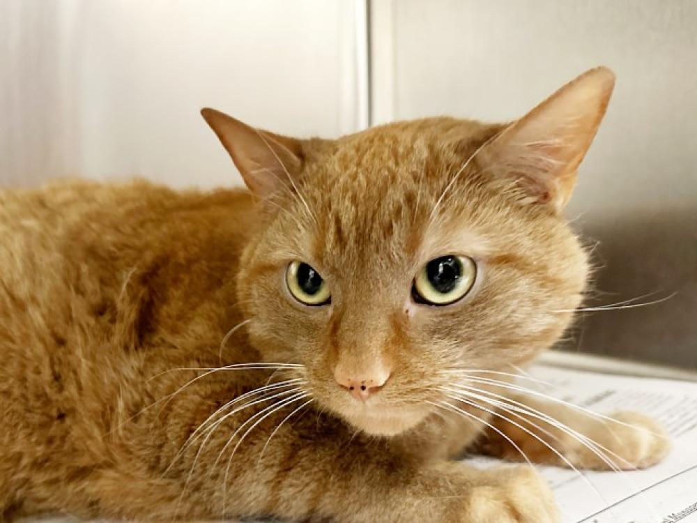 Shelter Stray Male Cat last seen WALMAR RD & OLD MISSOURI 21, St. Louis, MO 63144