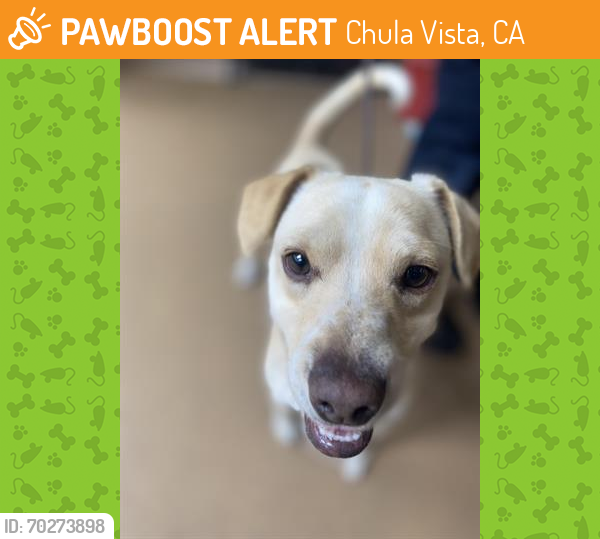 Shelter Stray Male Dog last seen HILLTOP DR  AND KIGSWOOD DR, Chula Vista, CA 91911