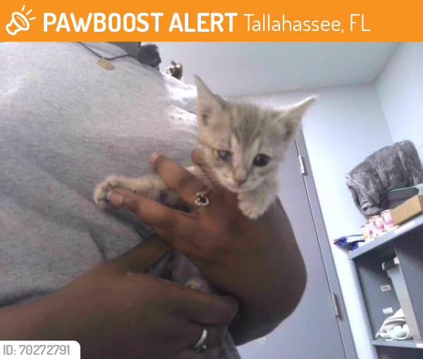 Shelter Stray Female Cat last seen Near BLOCK SOUTHERN COUNTRY LN, TALLAHASSEE FL 32310, Tallahassee, FL 32311