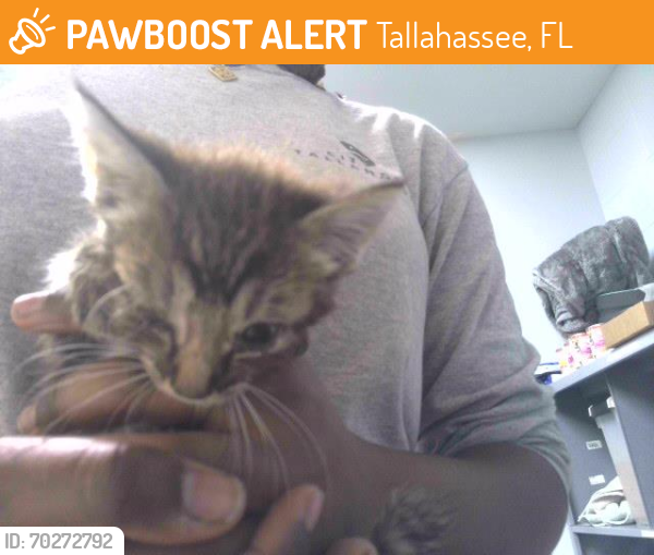 Shelter Stray Female Cat last seen Near BLOCK SOUTHERN COUNTRY LN, TALLAHASSEE FL 32310, Tallahassee, FL 32311