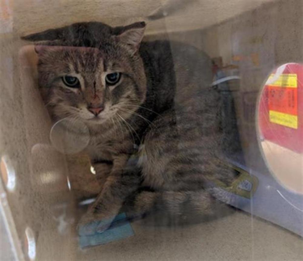 Shelter Stray Unknown Cat last seen 12TH AVE & SAN CARLOS WAY, Sacramento, CA 95818