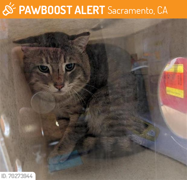 Shelter Stray Unknown Cat last seen 12TH AVE & SAN CARLOS WAY, Sacramento, CA 95818