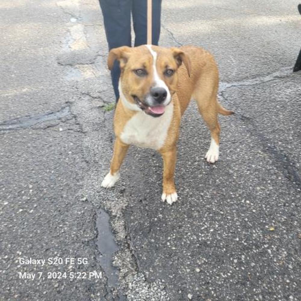Shelter Stray Female Dog last seen Near BLOCK W PARKWAY ST, DETROIT, MI 48239, Detroit, MI 48211
