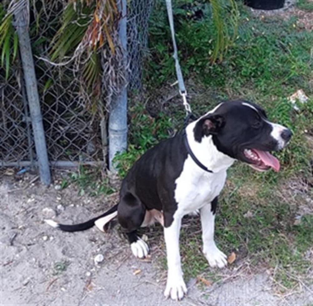 Shelter Stray Male Dog last seen Near BLOCK NW 15 TER, FORT LAUDERDALE FL 33311, Davie, FL 33312