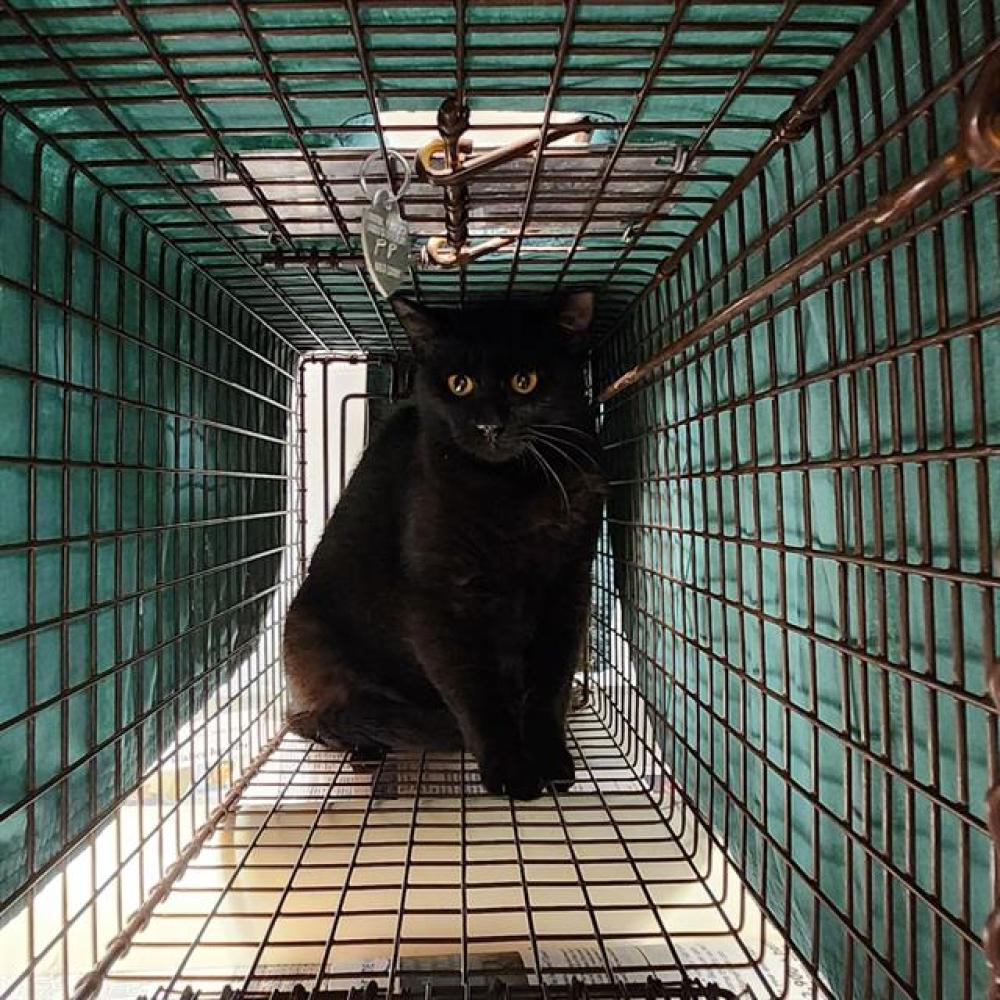 Shelter Stray Female Cat last seen Near BLOCK ATLANTIC ST, Huntsville, AL 35805