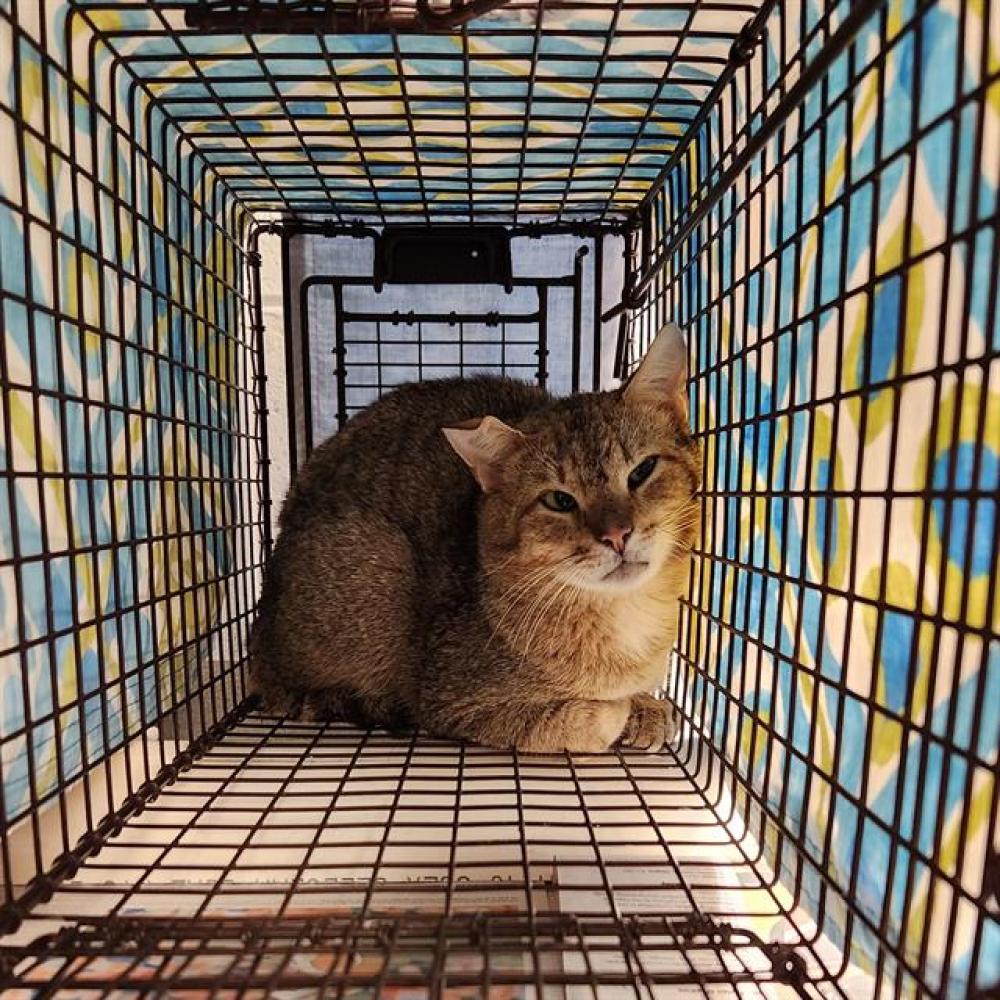 Shelter Stray Male Cat last seen Near BLOCK BEAVER BROOK PL, Huntsville, AL 35805