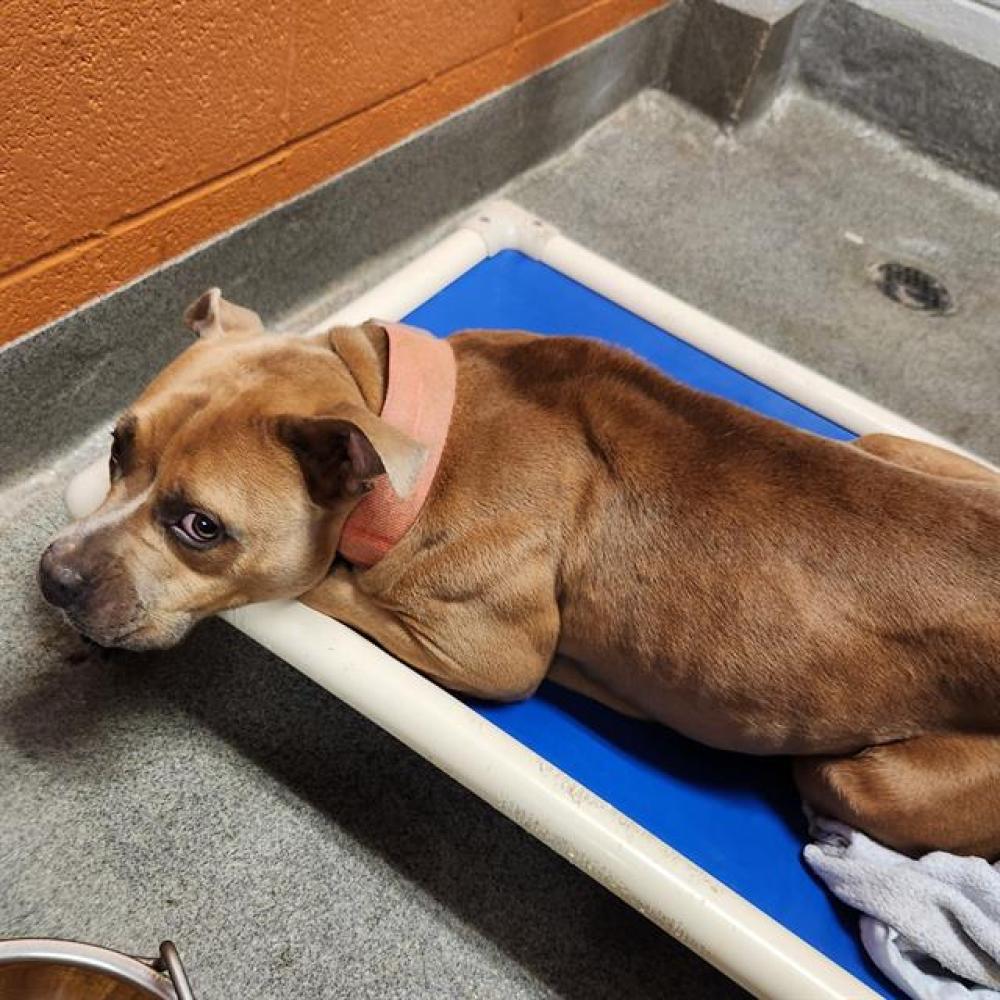 Shelter Stray Female Dog last seen PINNIX GROUP, Huntsville, AL 35805