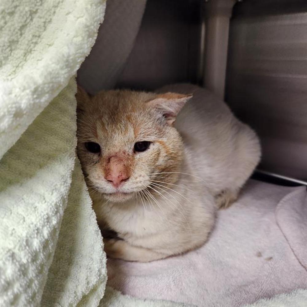 Shelter Stray Male Cat last seen Near BLOCK WINSTEAD CIR, Huntsville, AL 35805