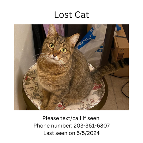 Lost Female Cat last seen Near east greenlake way N, Seattle, WA 98103
