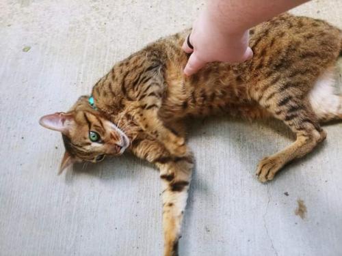 Lost Female Cat last seen Sleephollow Leesburg fl, Leesburg, FL 34748