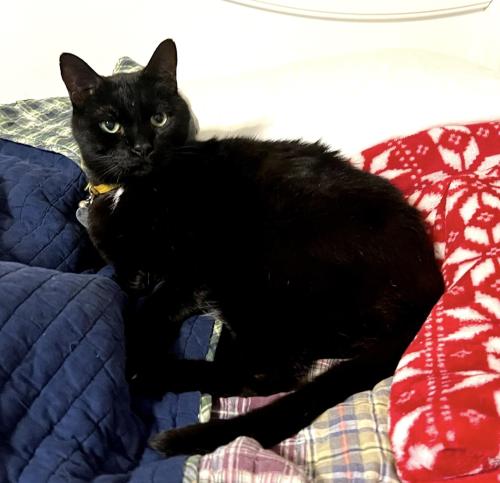 Lost Male Cat last seen Deane Hill Dr and Lockett Rd, Knoxville, TN 37919