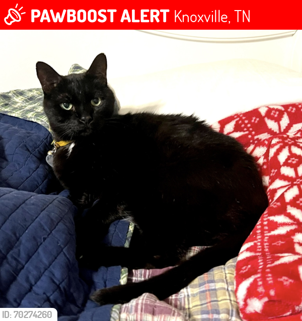 Lost Male Cat last seen Deane Hill Dr and Lockett Rd, Knoxville, TN 37919