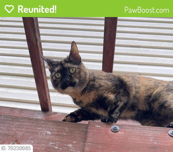 Reunited Female Cat last seen Haynesfield Ln, Tennessee 37918, USA, Knox County, TN 37918