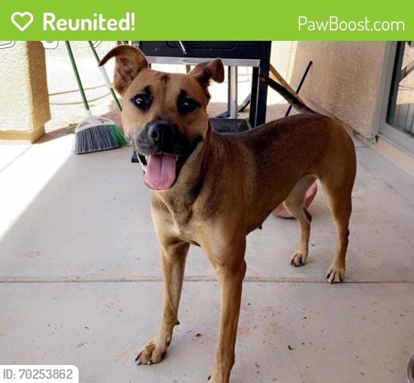 Reunited Female Dog last seen King Street and Stone , Tucson, AZ 85705