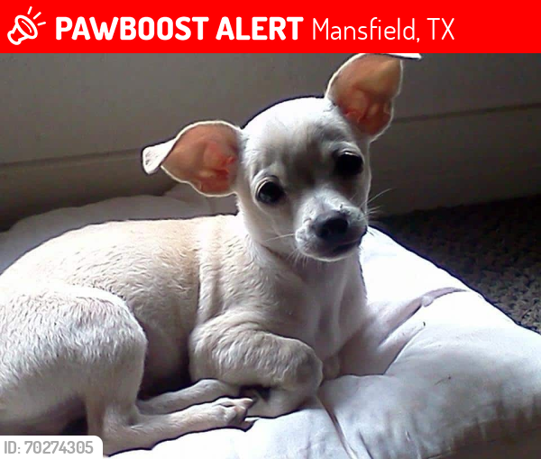 Lost Male Dog last seen  Price and Bennet Lawson , Mansfield, TX 76063