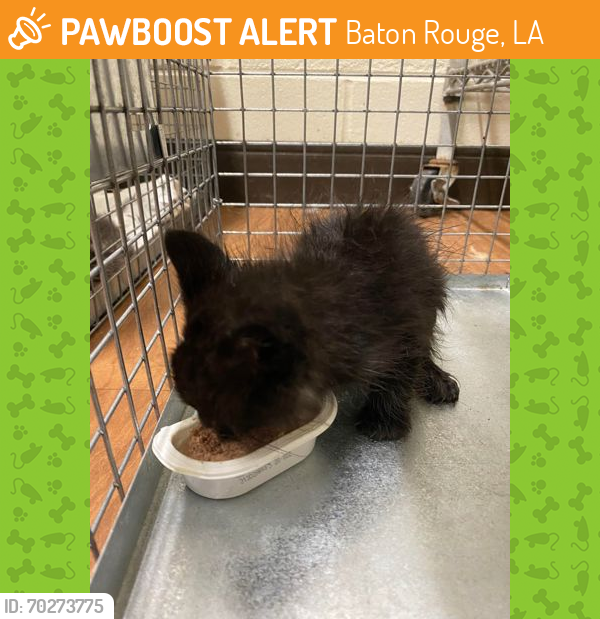 Shelter Stray Male Cat last seen Near JEFFERSON, 70809, LA, Baton Rouge, LA 70820
