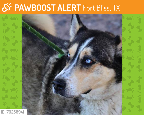 Shelter Stray Female Dog last seen El Paso, TX 79901, Fort Bliss, TX 79906