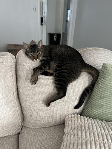 Lost Male Cat last seen Staples ave and 20, Fort Worth, TX 76133
