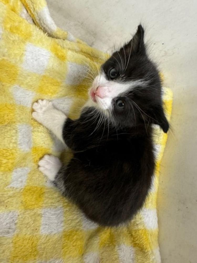 Shelter Stray Male Cat last seen Oakland, CA 94605, Oakland, CA 94601