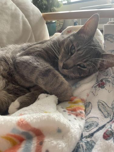 Lost Male Cat last seen By Starbucks and South Moon Under, Westport, CT 06880