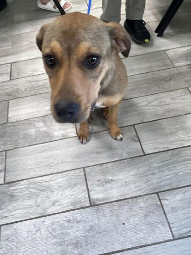 Shelter Stray Female Dog last seen Knoxville, TN , Knoxville, TN 37919