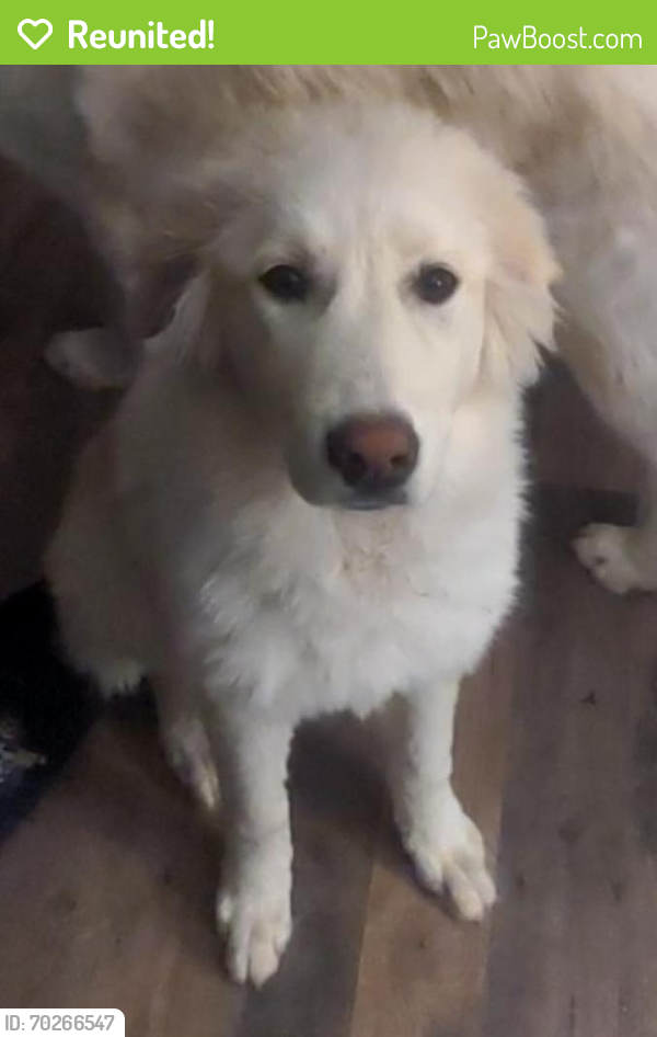 Reunited Female Dog last seen 98th and Sage, Albuquerque, NM 87121