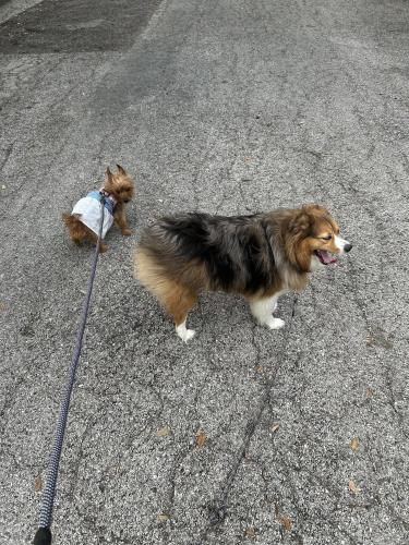 Lost Female Dog last seen Broadway , Alamo Heights, TX 78209