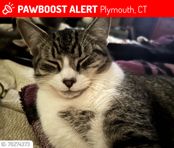 Lost Male Cat last seen Kearney and school st, Plymouth, CT 06786