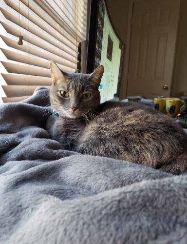 Lost Female Cat last seen Mckinney Ranch Parkway and Lake Forest, McKinney, TX 75070