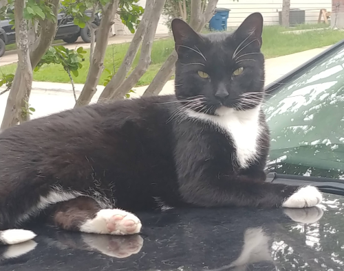Lost Male Cat last seen Sungate Drive, New Braunfels, TX 78130