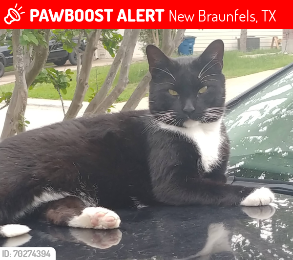 Lost Male Cat last seen Sungate Drive, New Braunfels, TX 78130