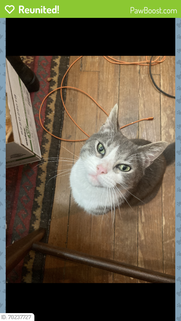 Reunited Male Cat last seen Corner of Park and E 2nd St, Newport, KY 41071