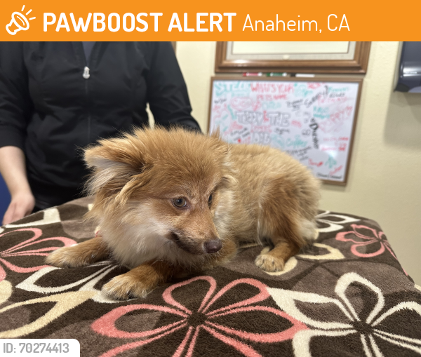 Found/Stray Female Dog last seen East St and South St, Anaheim, CA 92805