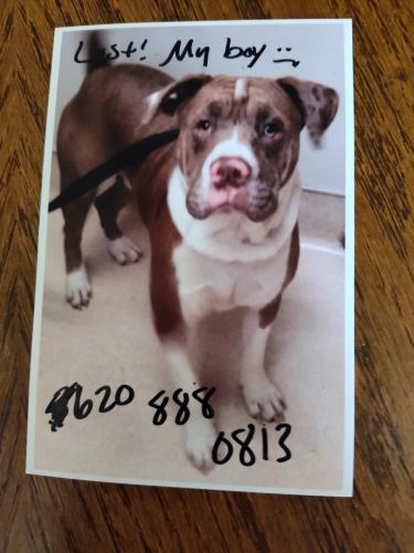 Lost Male Dog last seen McDonald's , Wichita, KS 67217