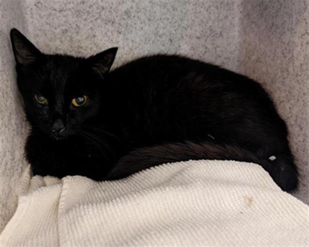 Shelter Stray Female Cat last seen BLUEBROOK WAY & SAMOS WAY, Sacramento, CA 95818