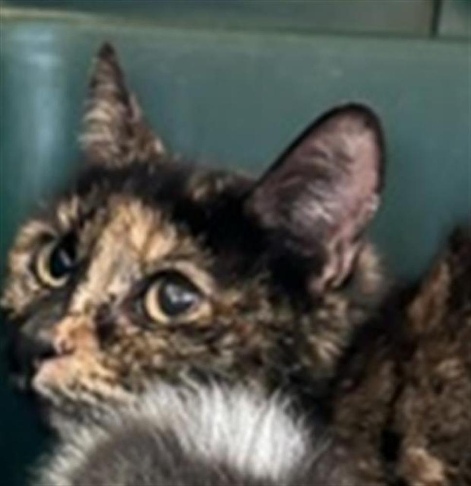 Shelter Stray Female Cat last seen Near BLOCK LARCUS AVE, BAKERSFIELD CA 93307, Bakersfield, CA 93308