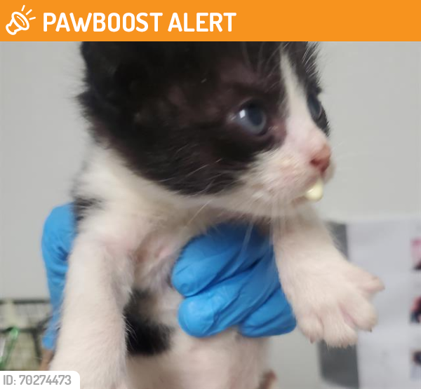 Shelter Stray Male Cat last seen Near BLOCK OLIVE DR, BAKERSFIELD CA. 93308, Bakersfield, CA 93308
