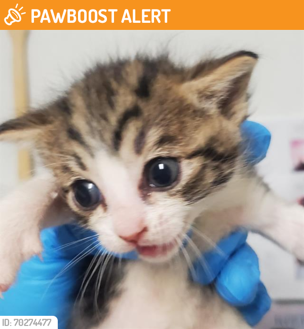 Shelter Stray Female Cat last seen Near BLOCK OLIVE DR, BAKERSFIELD CA. 93308, Bakersfield, CA 93308