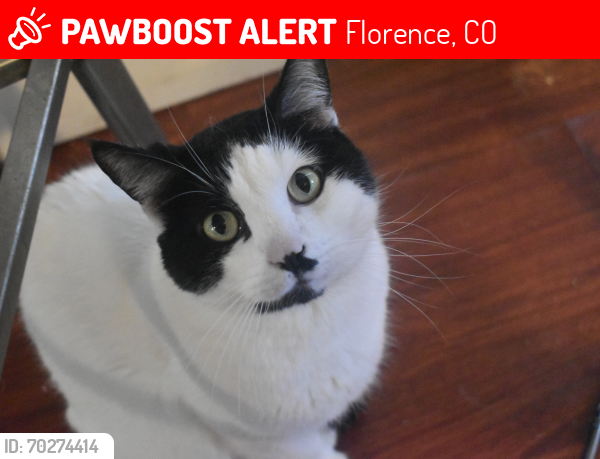 Lost Male Cat last seen N pikes peak ave and 6th street or 5th street, Florence, CO 81226