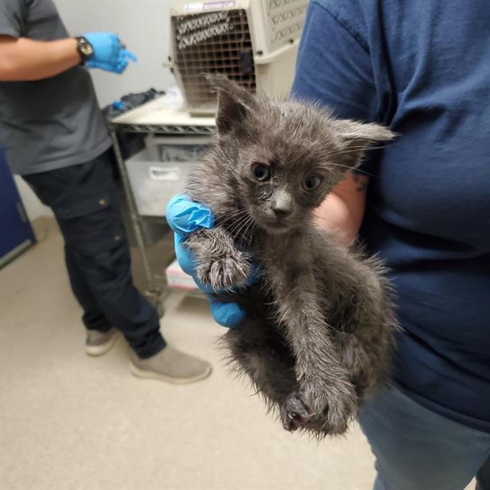 Shelter Stray Female Cat last seen Near BLOCK N CHESTER AVE, BAKERSFIELD CA. 93308, Bakersfield, CA 93308