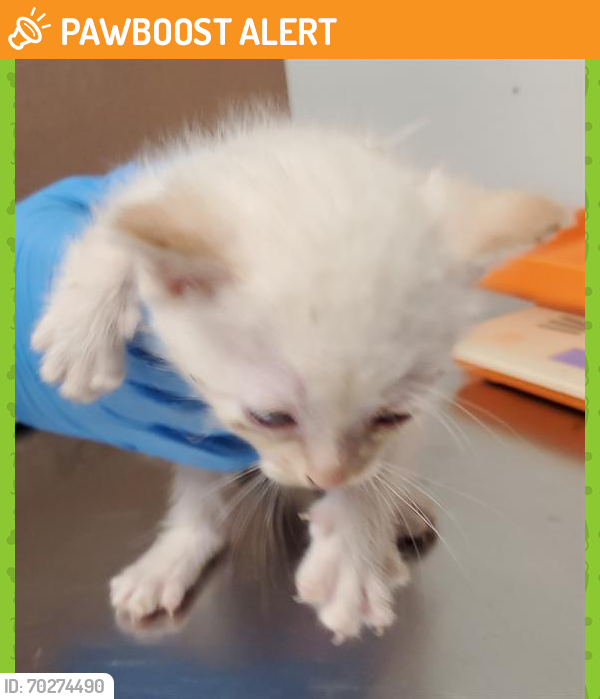 Shelter Stray Male Cat last seen LAWSON RD, BAKERSFIELD CA 93307, Bakersfield, CA 93308