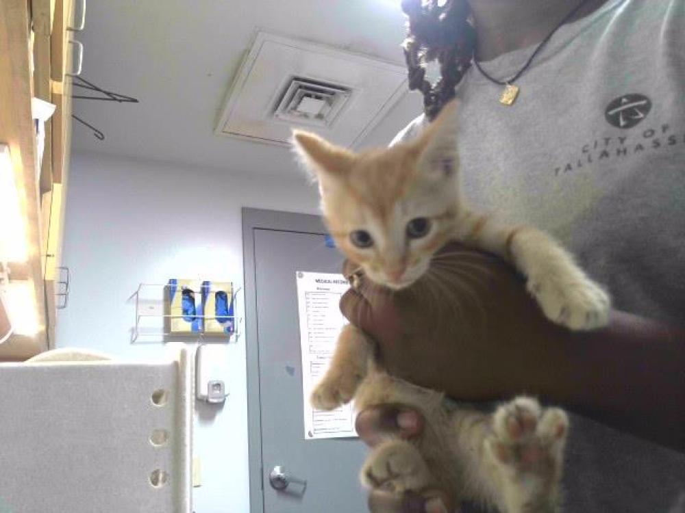 Shelter Stray Male Cat last seen Near BLOCK SOUTHERN COUNTRY LN, TALLAHASSEE FL 32310, Tallahassee, FL 32311