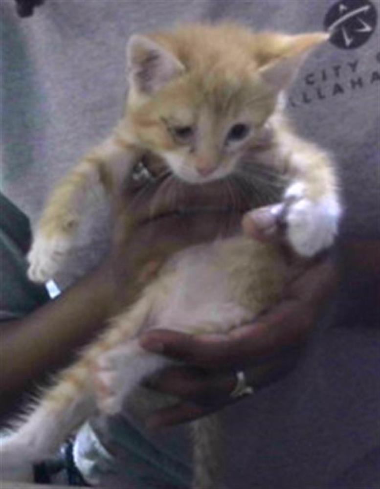 Shelter Stray Male Cat last seen Near BLOCK SOUTHERN COUNTRY LN, TALLAHASSEE FL 32310, Tallahassee, FL 32311